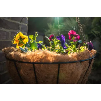 Pansy Plant Pansy Plant5-2708242-82781.webp